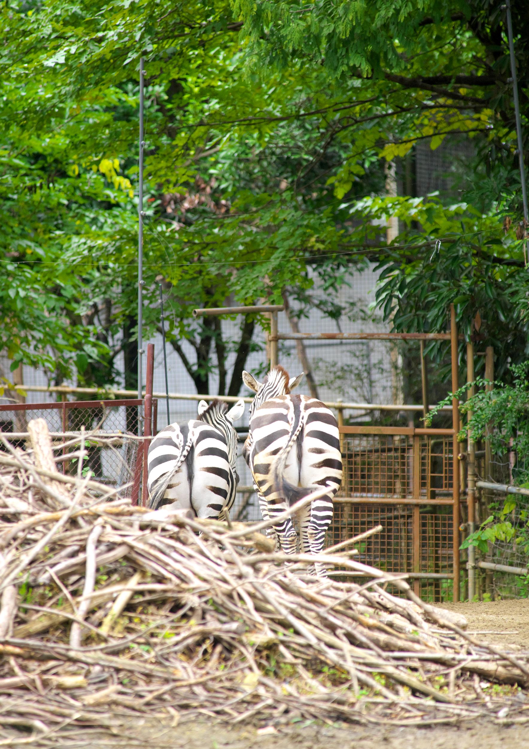 森の中の動物園 美術の森に不思議な動物たちが住みついた | とっておきの練馬