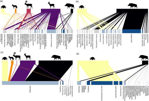 consbiog's tweet image. 🌱 A new study reveals the dual role of common #mammals as #dispersers of #plants and micro-invertebrates across isolated #wetlands 🦌

Read more 👉 doi.org/10.1111/ddi.70…