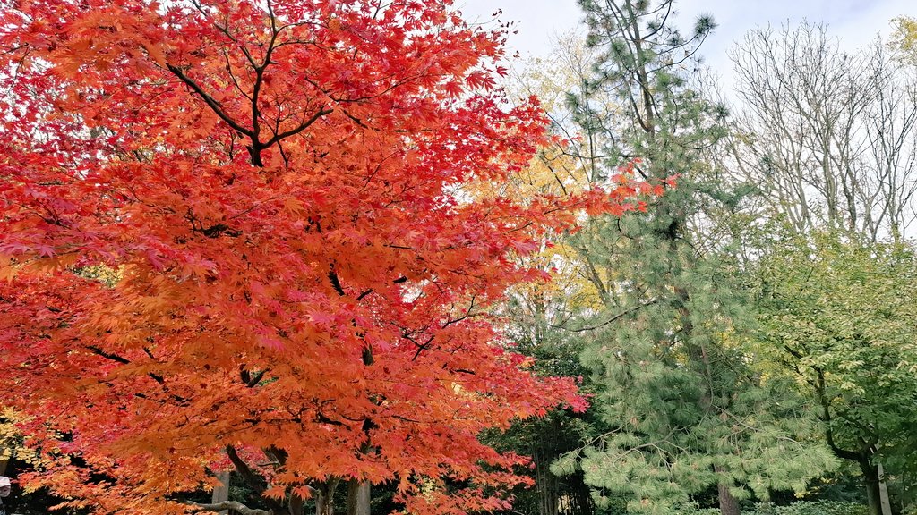 Jacek Sroka (@jacek_sroka) on Twitter photo Jesien idzie ku mnie przez park... Jesien idzie ku mnie przez park...