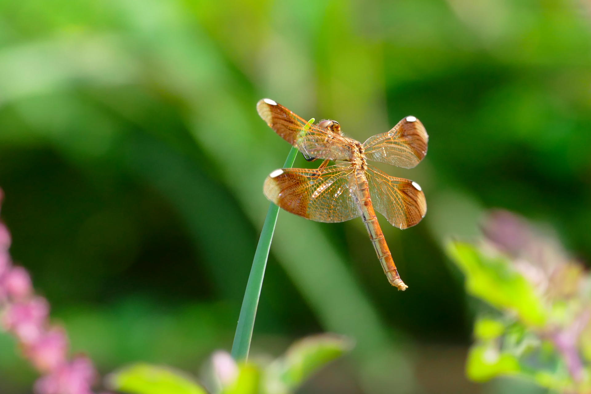 額つき❗しあわせのトンボ 額つき❗しあわせのトンボ 楽天市場】ハーモニカ トンボ