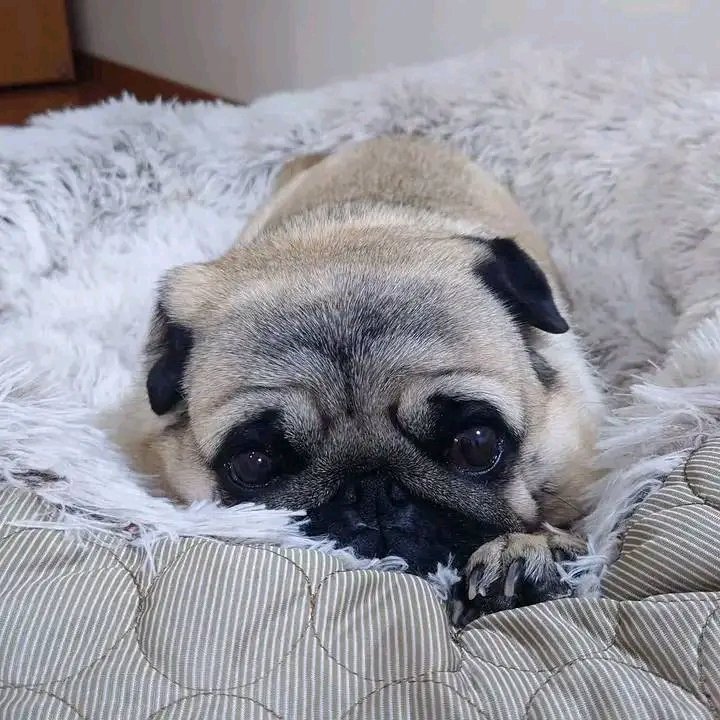 heaven_pug's tweet photo. Excellent Photography 🥰❤️ https://t.co/oK8V4jshuh