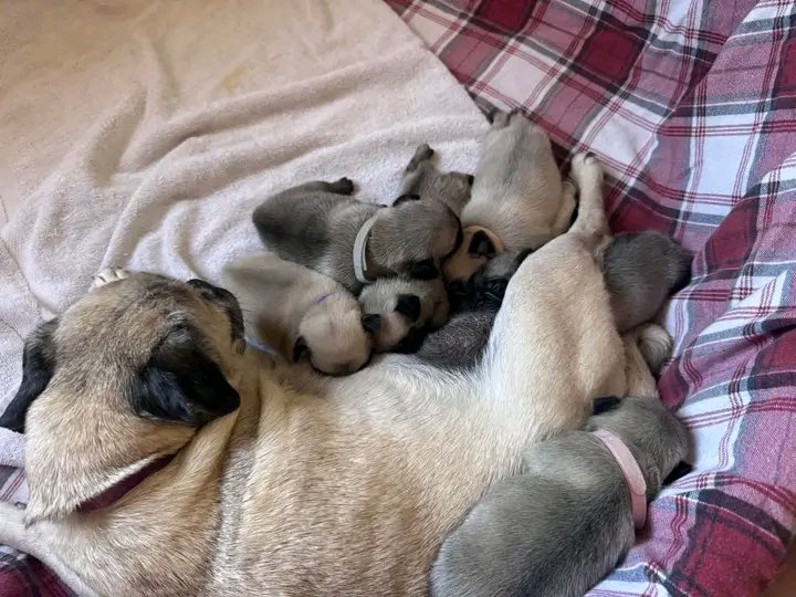 heaven_pug's tweet photo. Excellent Photography 🥰❤️ https://t.co/J9USH1IGv5