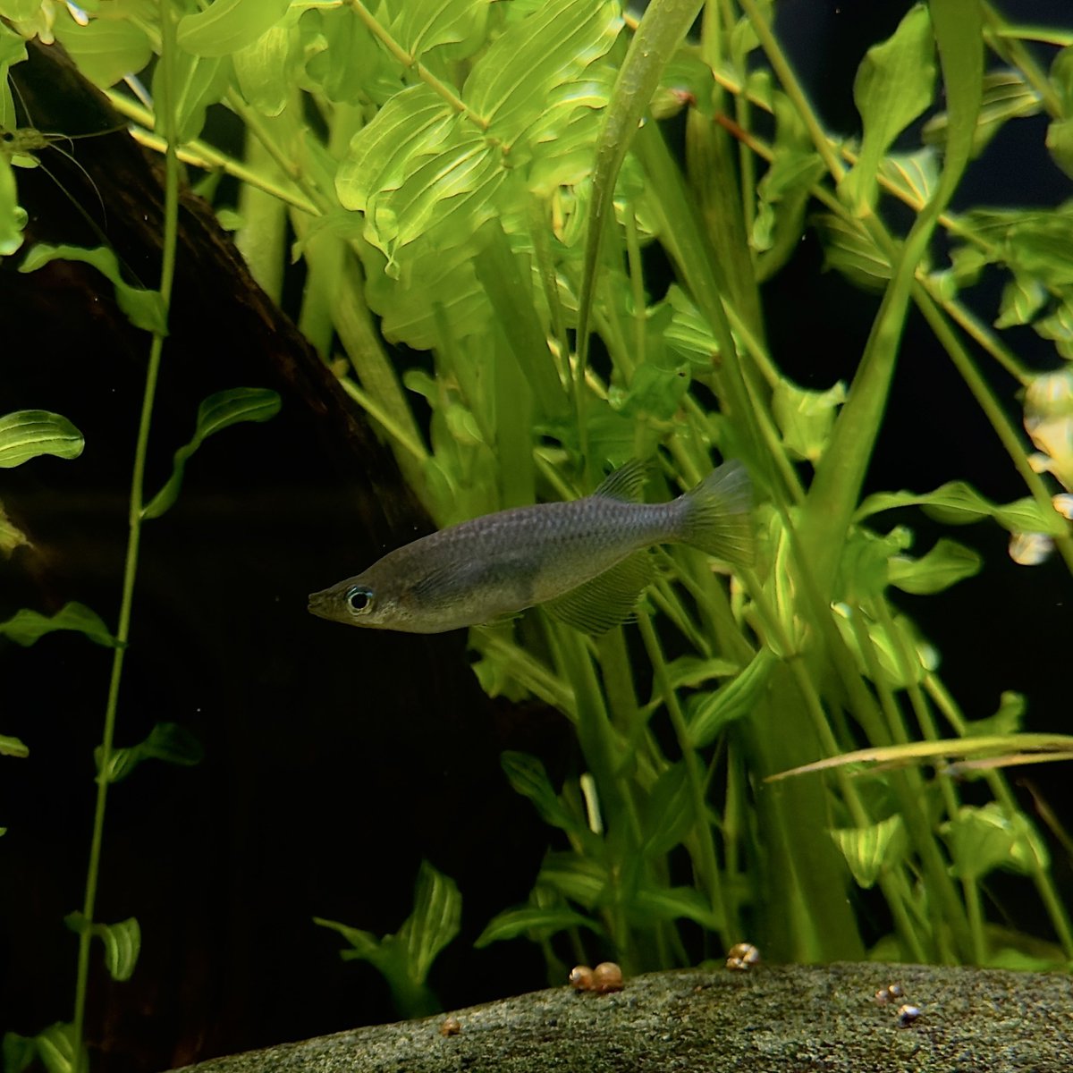 オリジアス ネブロサス（Oryzias nebulosus）
オリジアス ニグリマス（O. nigrimas）

東山動植物園 世界のメダカ館