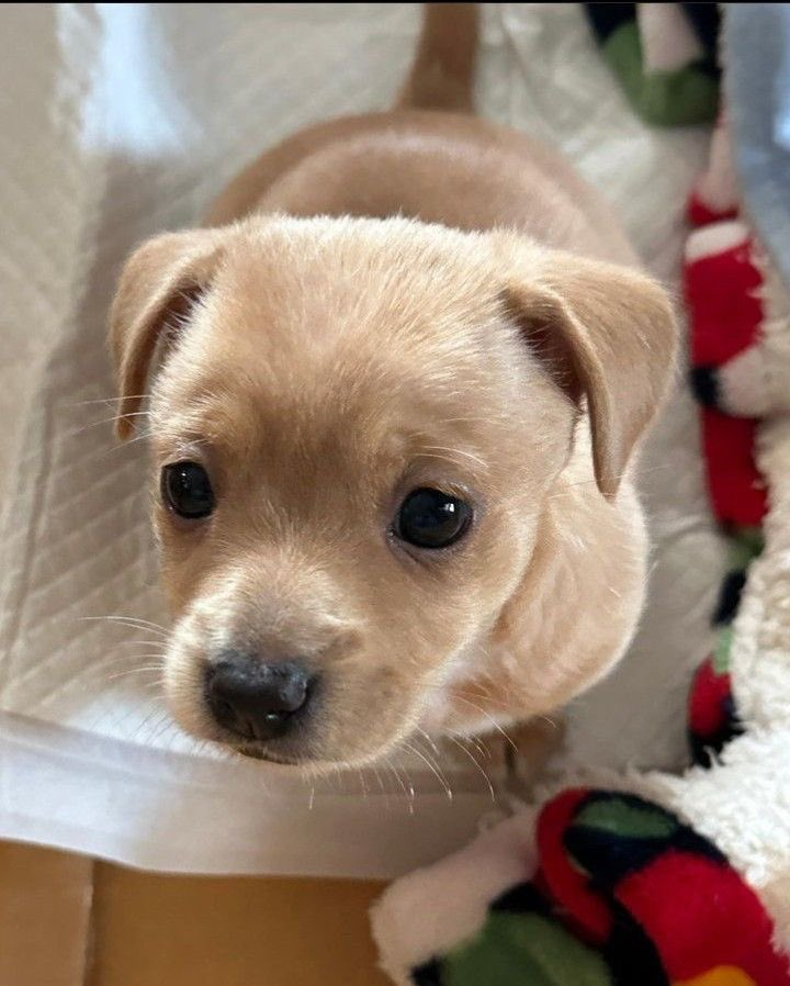So adorable! Let's give him a nice name.