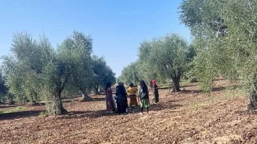 RojavaNetwork's tweet image. Illegal Arab settlers continue stealing olive crops in the occupied city of Afrin