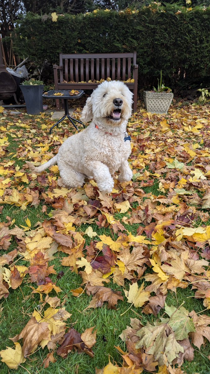 BarneyDood's tweet photo. Friday fun in the autumn leaves
#dogsofX #barneydood #minigoldendoodle https://t.co/b2bPVofIFD