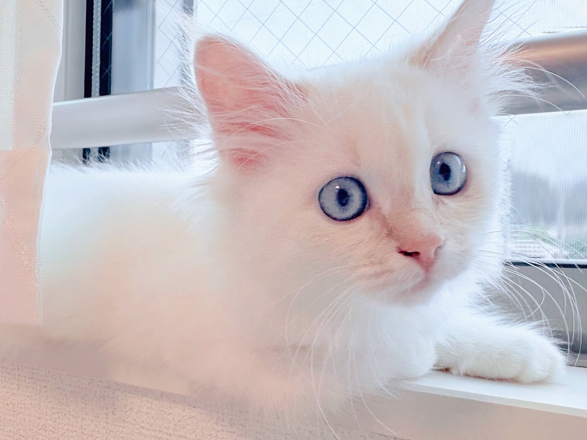 ぱやめき