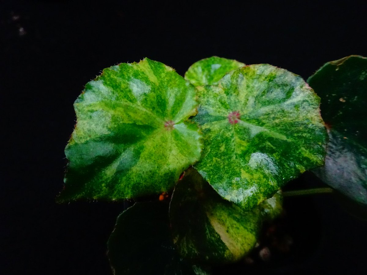 R*y様 15 ベゴニア　ルージュ　斑入り begoniarogue #ベゴニアルージュ斑入り 白xピンクは間違いない