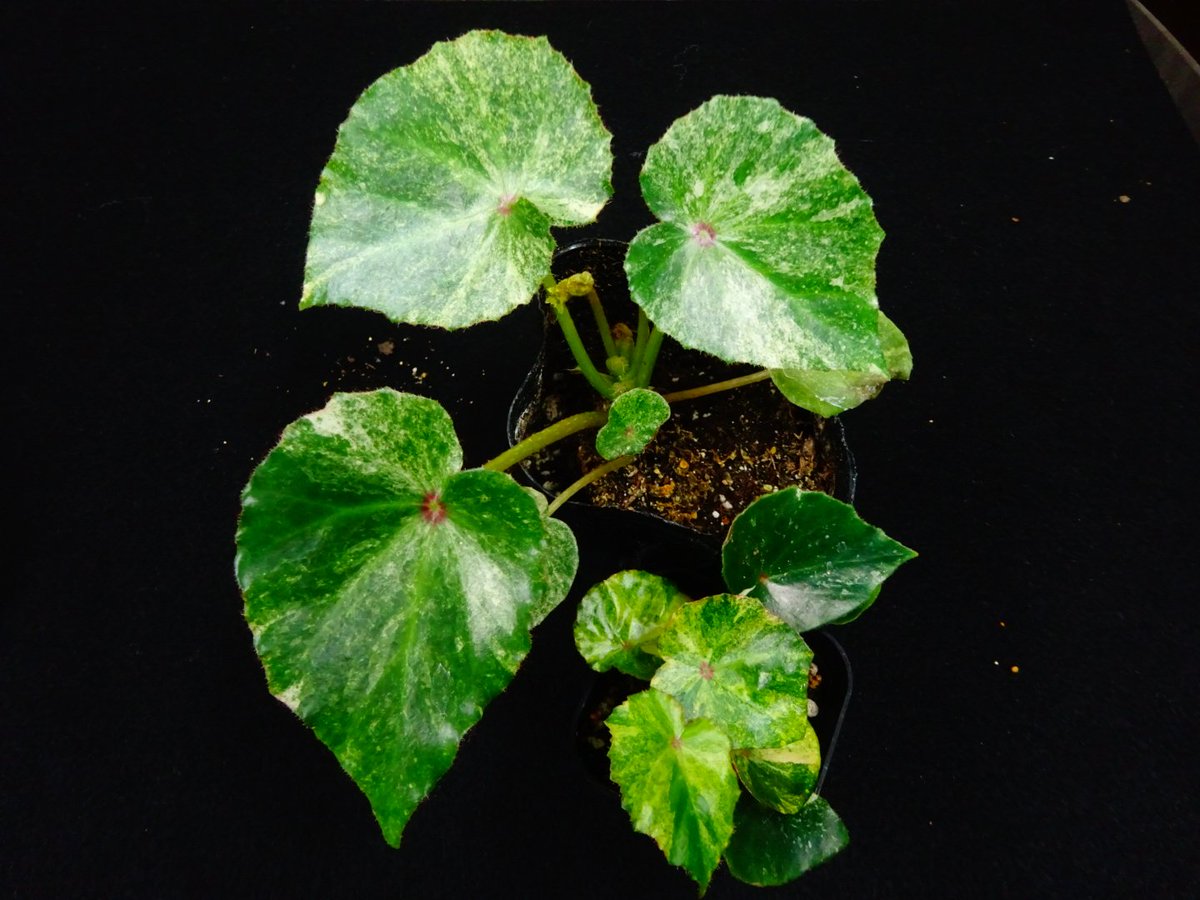 ベゴニアルージュの斑入り