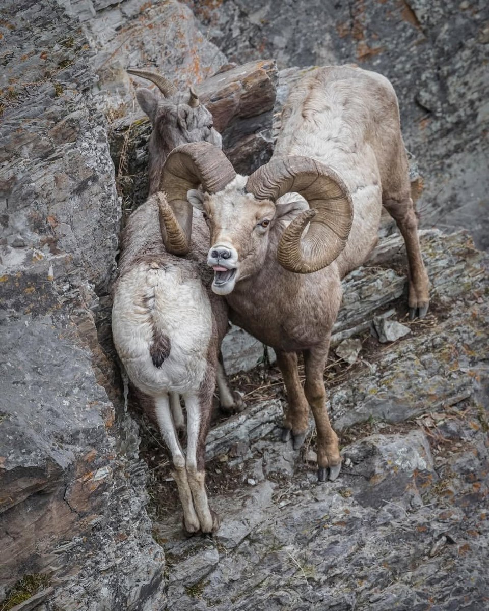 Wild Sheep Society of BC tweet media