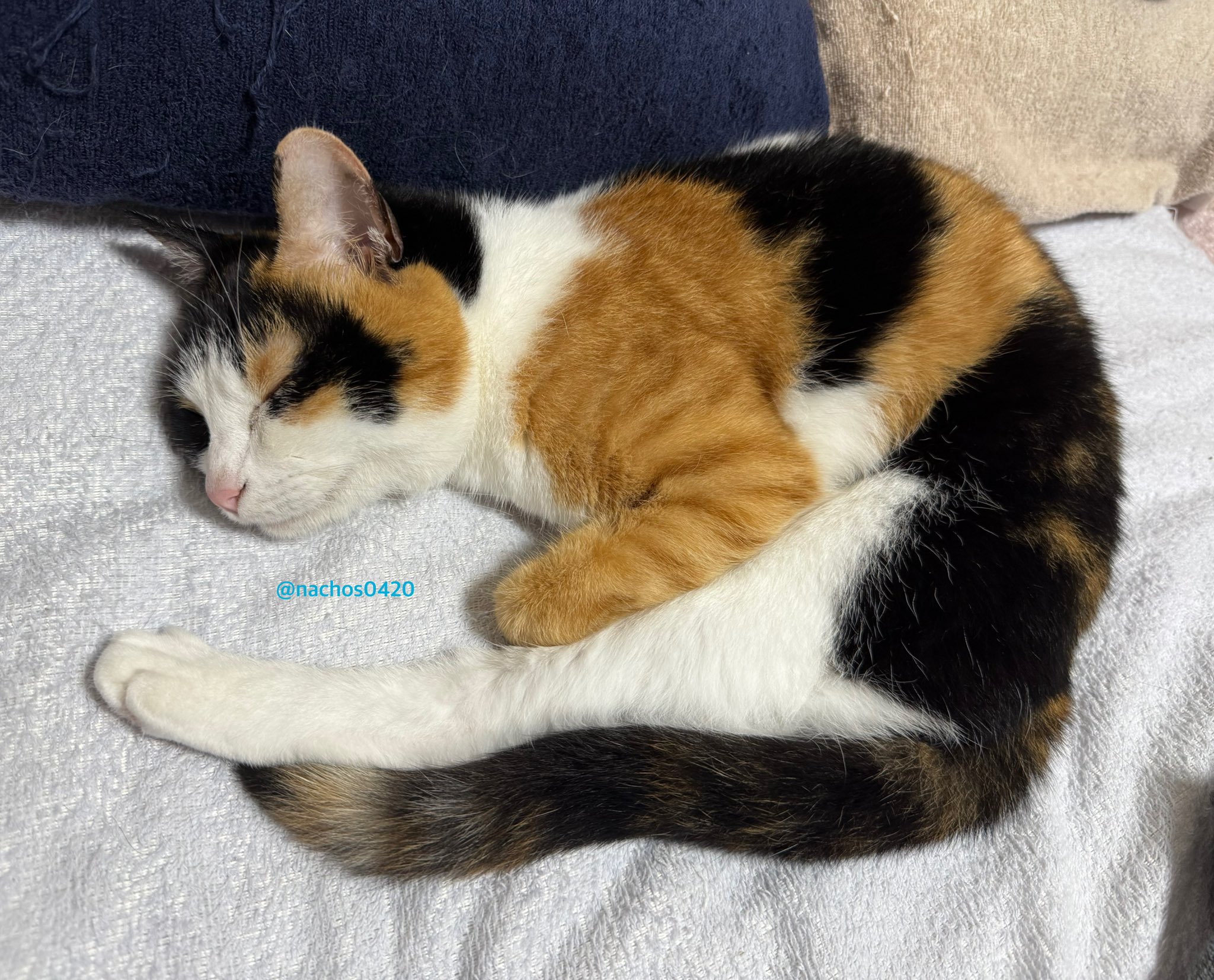 食べちゃう(三毛猫) ナツ👕🌼スイ💎✨ (@nachos0420) / X