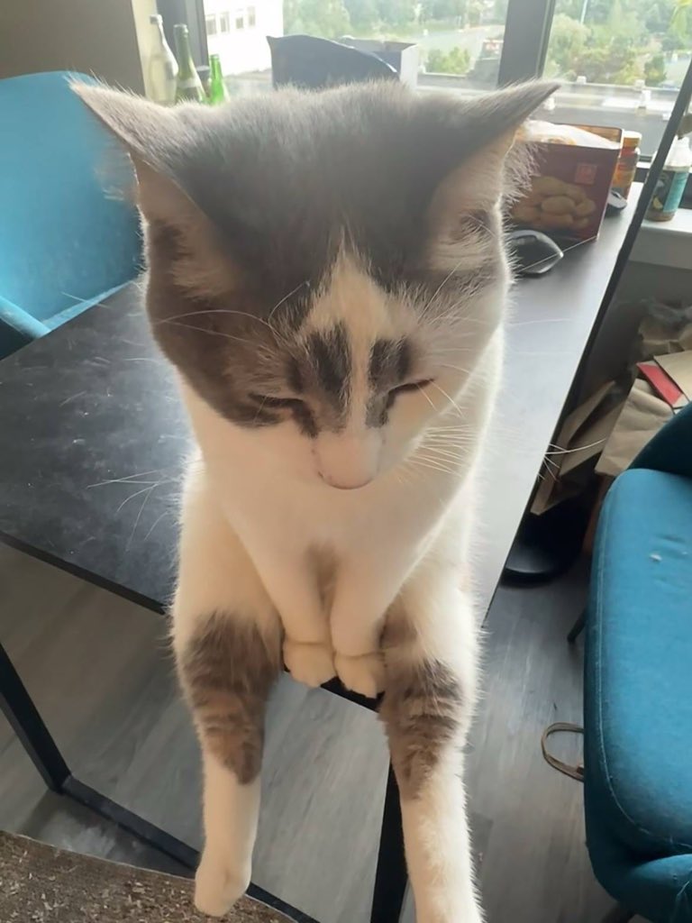 Normal sitting