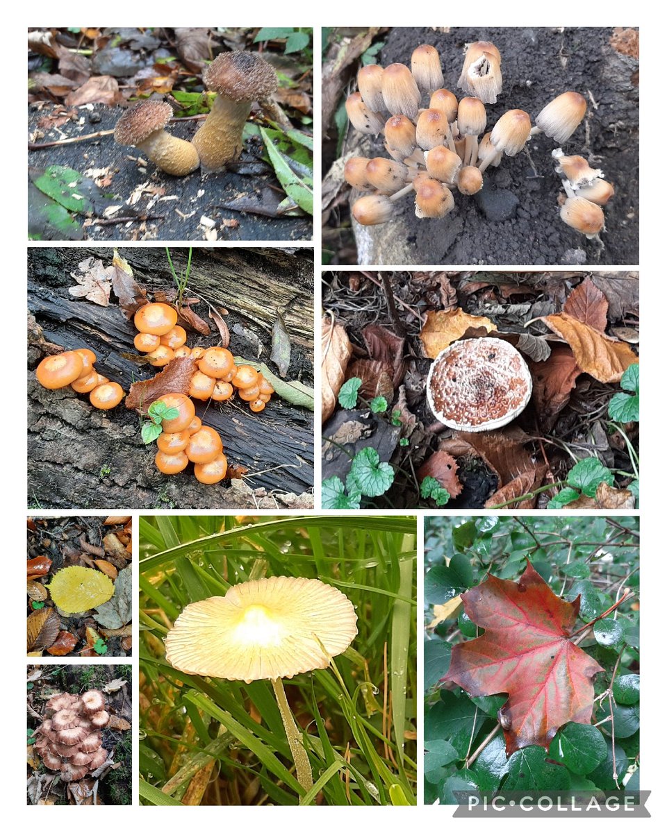 MEKloppenburg's tweet photo. #Paddospam uit het Kralingse Bos. Fijn weekend! #paddenstoelen #mushrooms #autumn #Kralingsebos #Rotterdam #Roffa #Rotown #Kralingen #paddos πΈπππ·#champignons #Pilze https://t.co/itdD1YZMTO