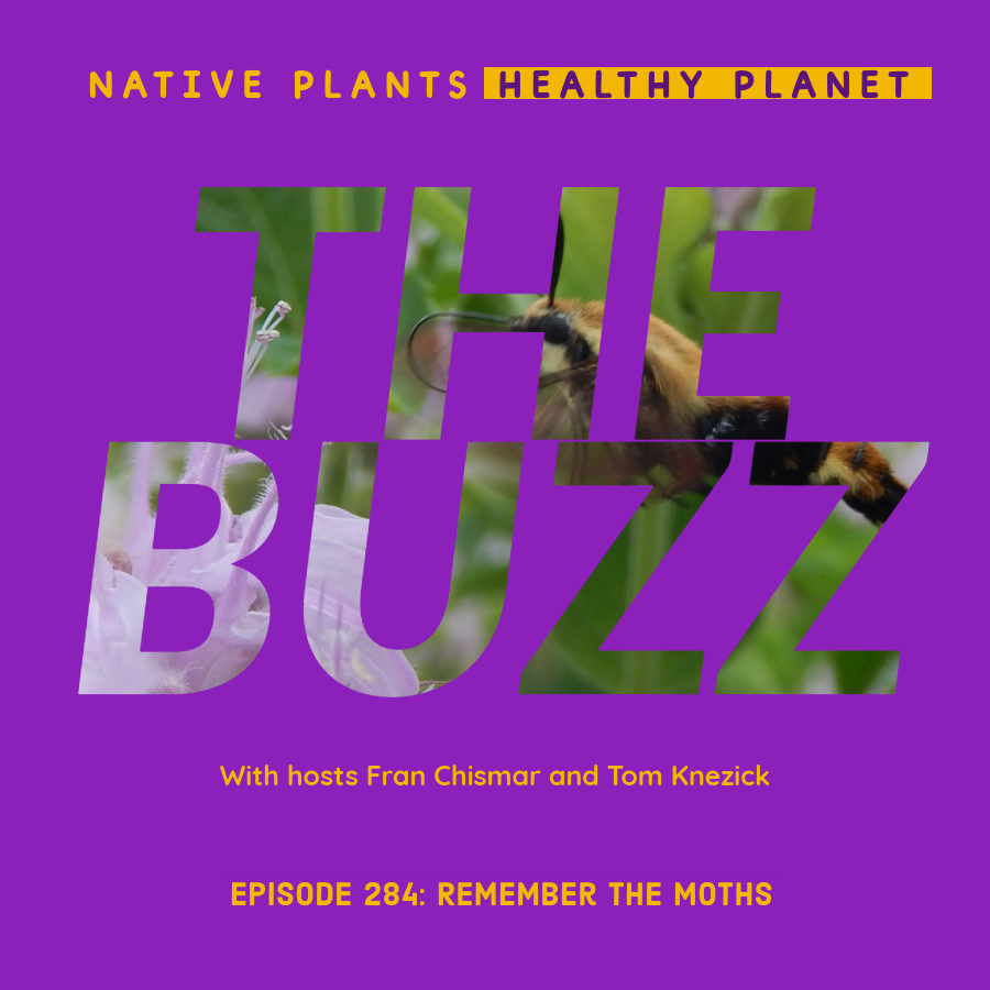 Tom  &amp; <a href="/nativeplantfran/">Fran Chismar</a> are back w/a brand new episode of The Buzz. There is plenty of follow up this episode. “That’s Hot” visits the south &amp; appeals to the foragers. “This or That” pits butterflies against moths. Did we give you a shoutout this week?bleav.com/shows/native-p…