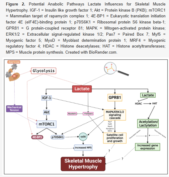 運動によって産生される乳酸が筋肥大のトリガーとなりうるか？
ちょっと気になったので、調べてみた。