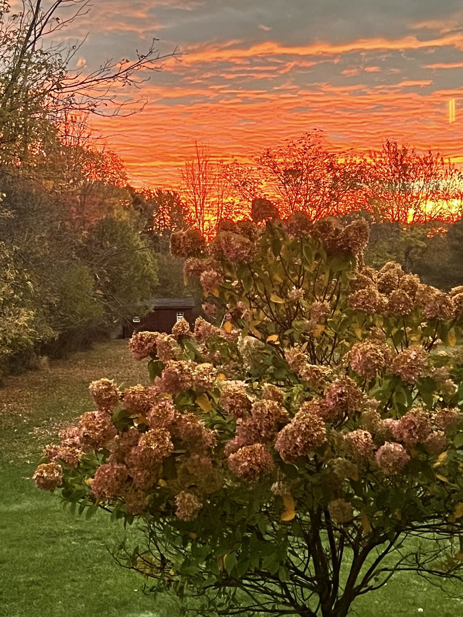 716-CrazyBillsChick tweet media