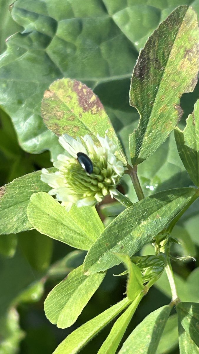 OlivierCOSTE2's tweet photo. On a une pression adulte grosse #Altise🪲.
Si @Romlaville,notre #DocColza observe comme moi ou @TomLegros89,déjà des larves 🐛 sur #Colza pour l’Yonne.
En plus de l’agronomie #ColzaRobuste,les plantes associées @BONNIN1402 d’un #ColzaProtect,avec leurs effets leurre 🕸️ . https://t.co/4SldwPGOJ2