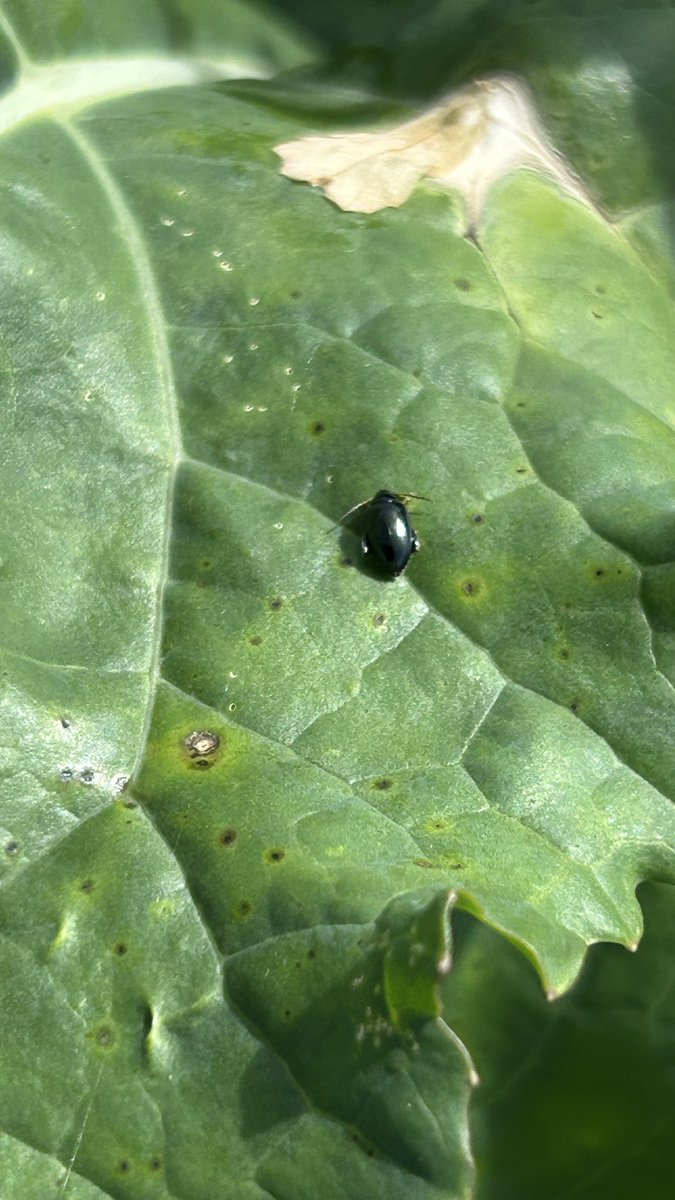 OlivierCOSTE2's tweet photo. On a une pression adulte grosse #Altise🪲.
Si @Romlaville,notre #DocColza observe comme moi ou @TomLegros89,déjà des larves 🐛 sur #Colza pour l’Yonne.
En plus de l’agronomie #ColzaRobuste,les plantes associées @BONNIN1402 d’un #ColzaProtect,avec leurs effets leurre 🕸️ . https://t.co/4SldwPGOJ2