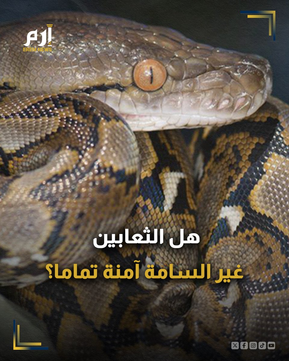 🔸يعتقد أن #الثعابين غير السامة آمنة لأنها لا تمتلك سما فتاكا، لكن الحقيقة تشير إلى أن هذه الثعابين، رغم كونها خالية من السموم، لا تخلو من المخاطر على البشر.

التفاصيل👈 : erem.news/hZCkic

#إرم_نيوز