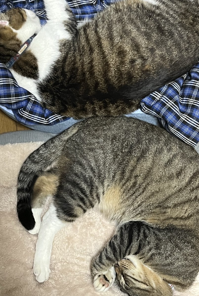 RepiLepi's tweet photo. 珍しく猫用？ベッドで寝た猫たち https://t.co/cPl6uHEo7x