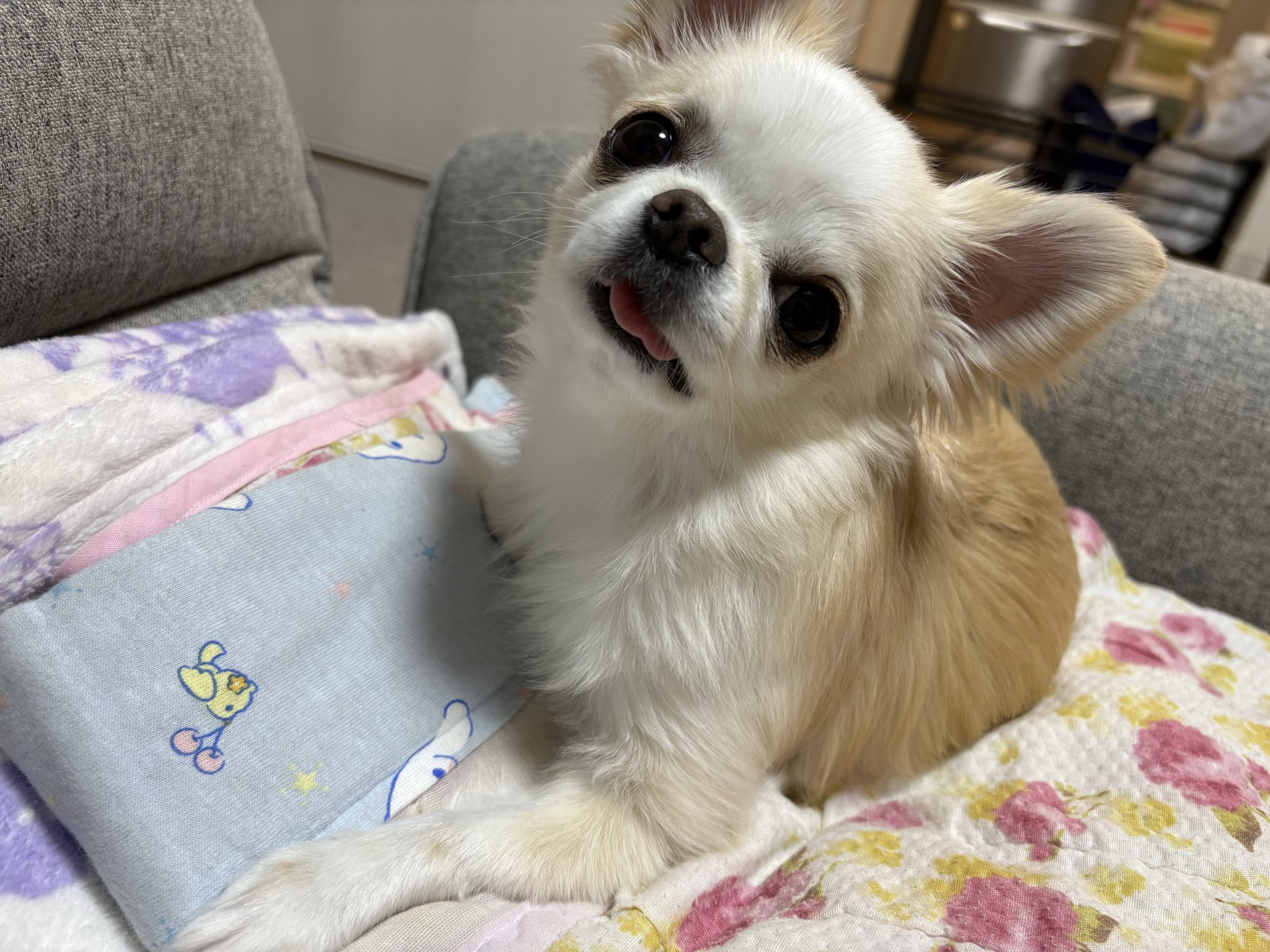 チワワ セガトイズ ココさかだちして Premium チワワ : まるそうねっと