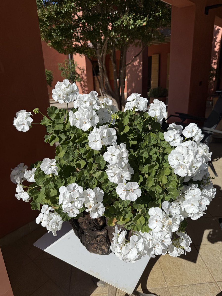 Gliel’ho detto al mio geranio: guarda che siamo in autunno, devi prepararti alla brutta stagione. Lui niente, è testardo, non lo vuole capire e pensa che sia ancora estate.