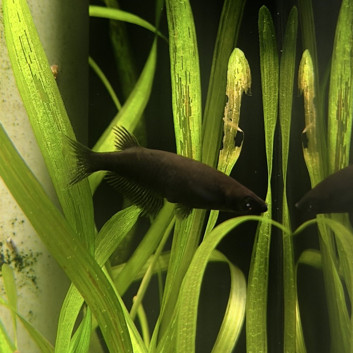 興奮して真っ黒状態のオリジアス ネブロサス

Oryzias nebulosus