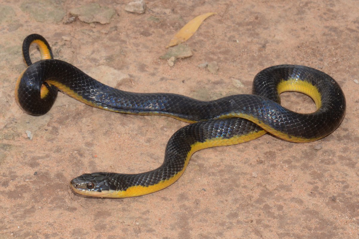 Hugodryas's tweet photo. New research

We mapped how 35 years of deforestation in the South American Chaco has reshaped snake communities.

More habitat for a few generalist species
Habitat loss for many specialists
Overall: sharp decline in diversity and biotic homogenization

https://t.co/twD4XpL1IQ https://t.co/bMr6iUxSes