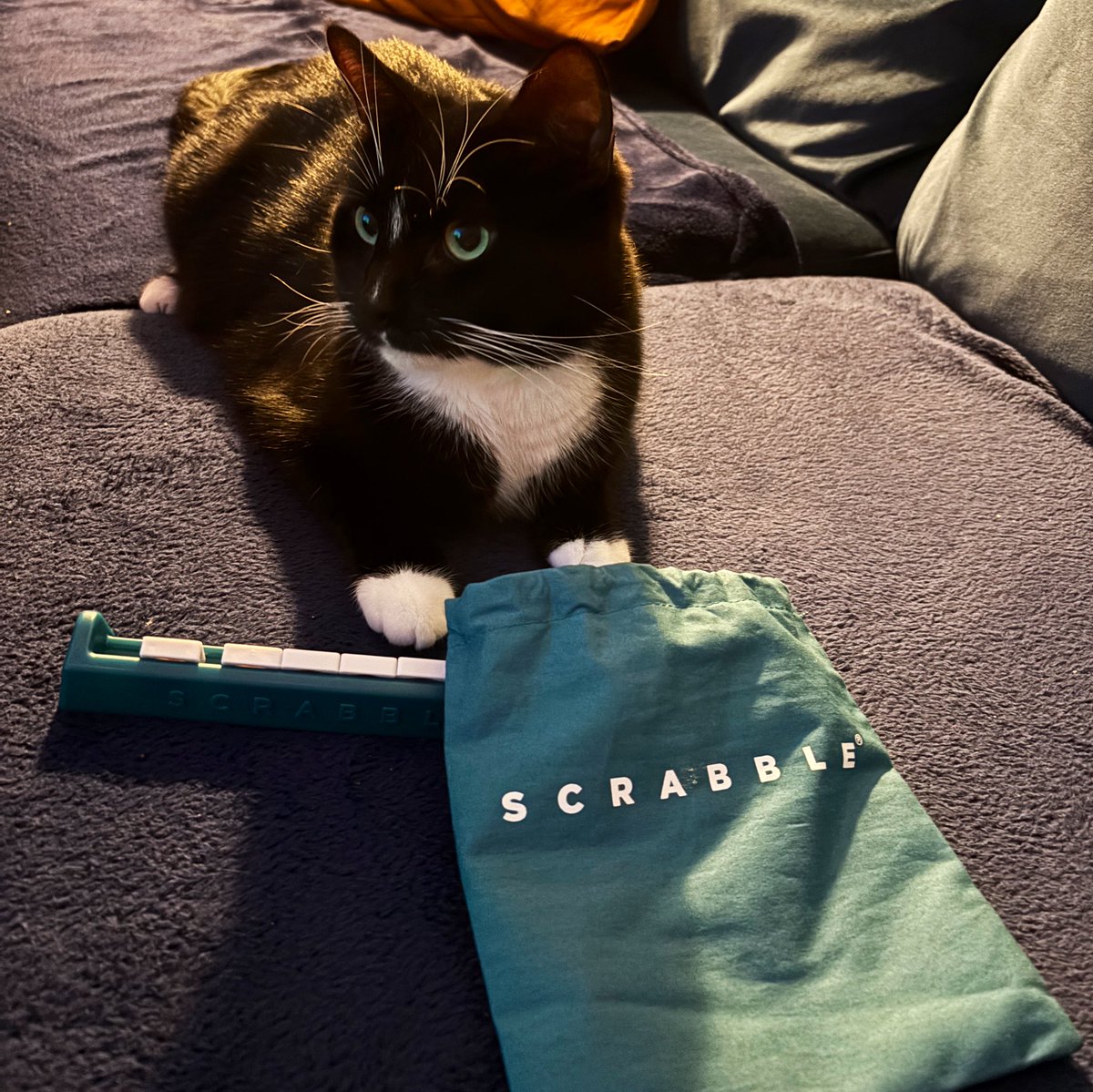 caesar_saladcat's tweet photo. Scrabbling around - MEOW 100 million points - I win! 😸#FuntimeFriday #CatsOfX #Caesarking https://t.co/1BS0xl8Gnx