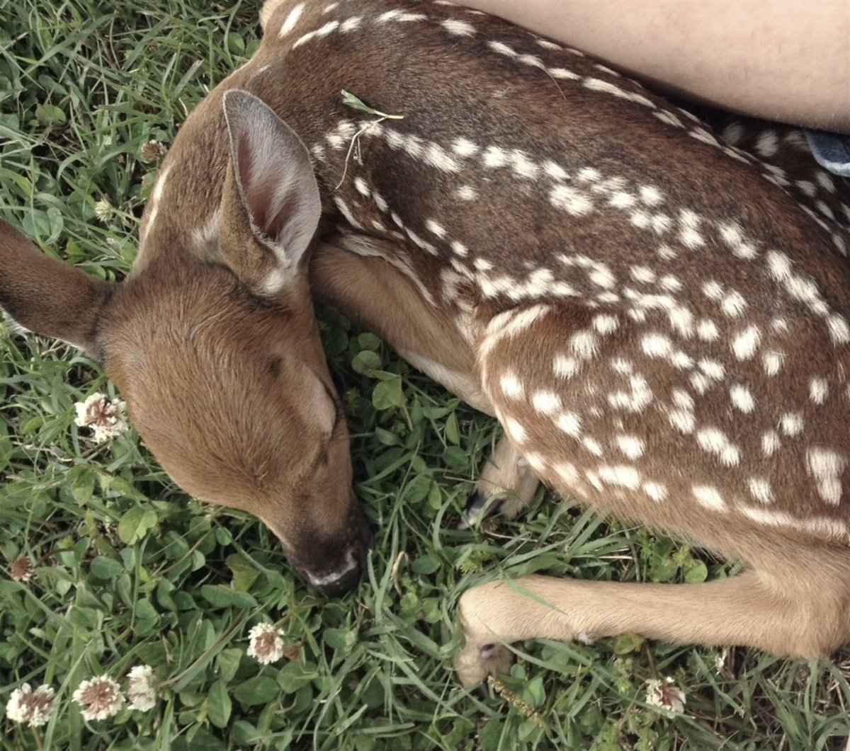 fawns tweet media