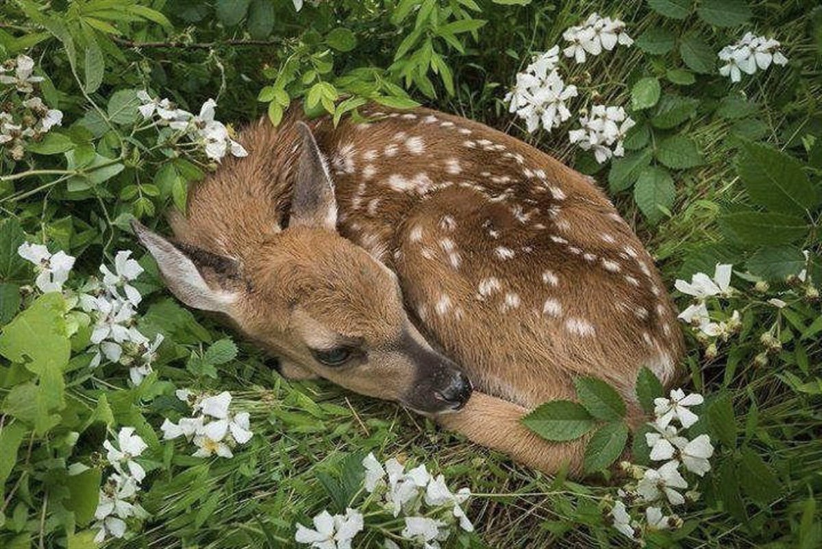 fawns tweet media