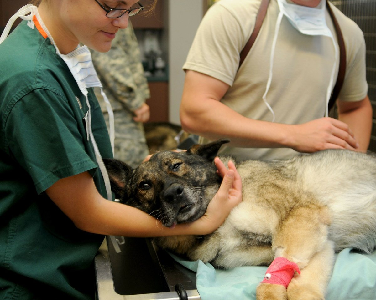 As National Vet Tech Week comes to an end, #VetStem is proud to celebrate the compassionate, skilled vet techs whose dedication makes a difference in the lives of animals every single day. #NationalVeterinaryTechnicianWeek
blog.vetstem.com/vetstem-celebr…