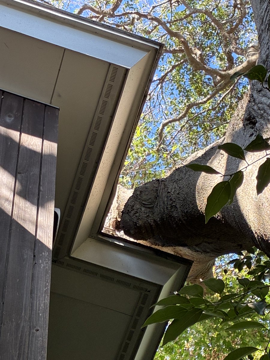 Never underestimate the power of trees. We cut the roof to allow for the movement of this tree 16 years ago, but we forgot that this guy kept growing. Now during typhoons and high wind weather is starting to bump the roof. Time to think about solutions.
#architecture #japan
