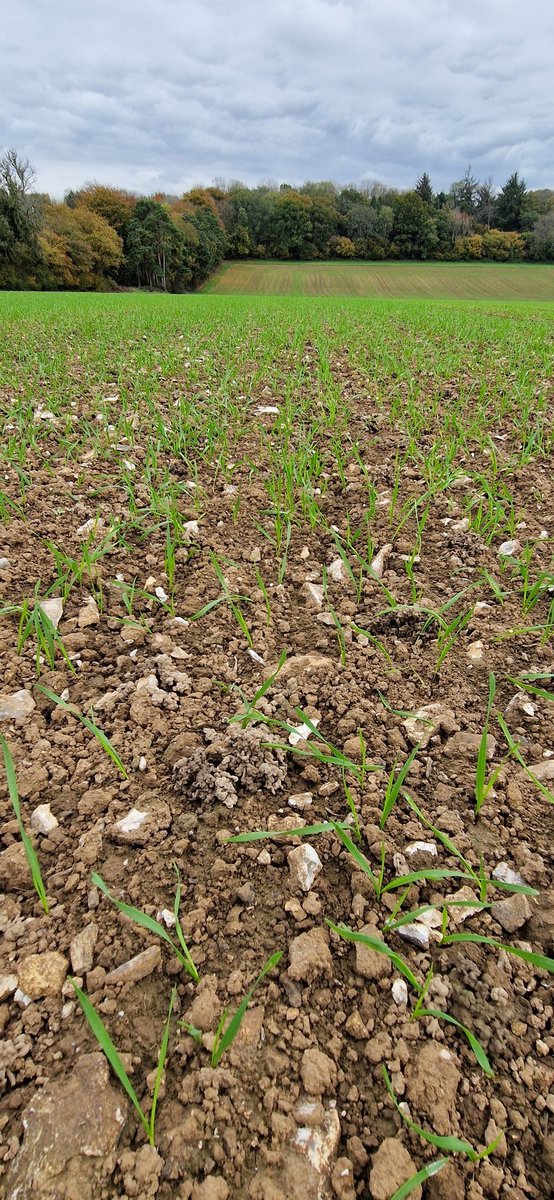 Peter Cowlrick tweet media