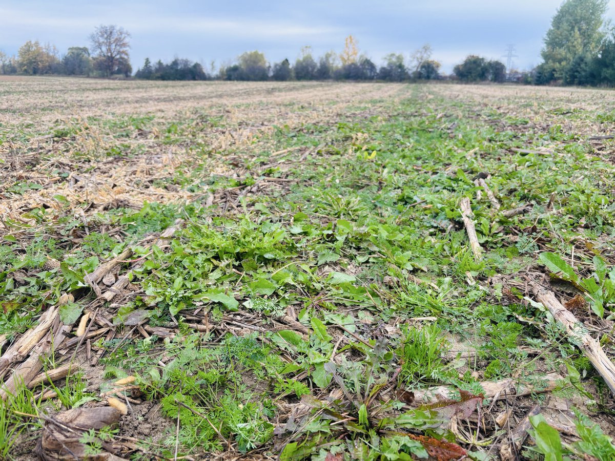 Meagan Ioi CCA-ON tweet media