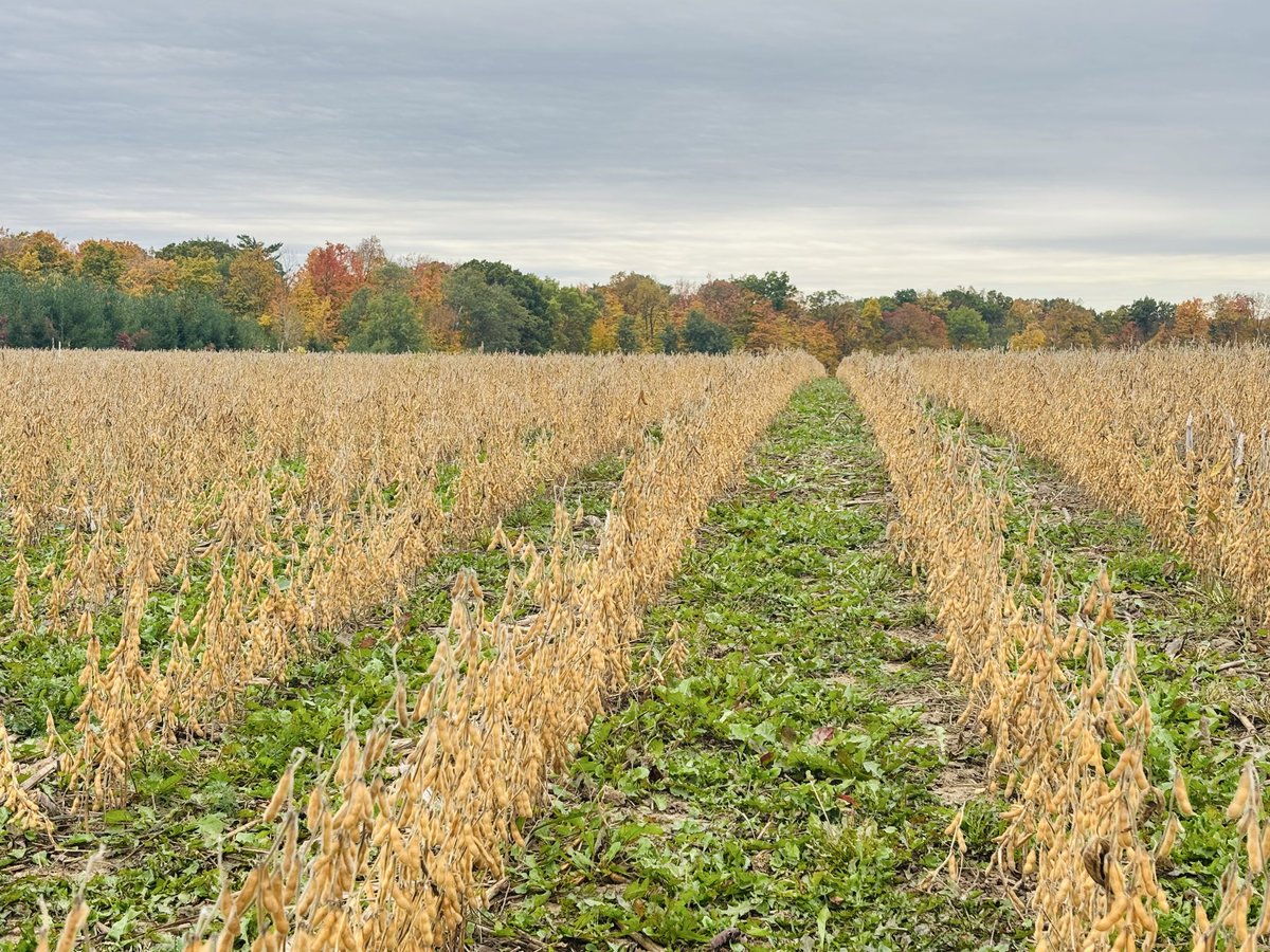 Meagan Ioi CCA-ON tweet media