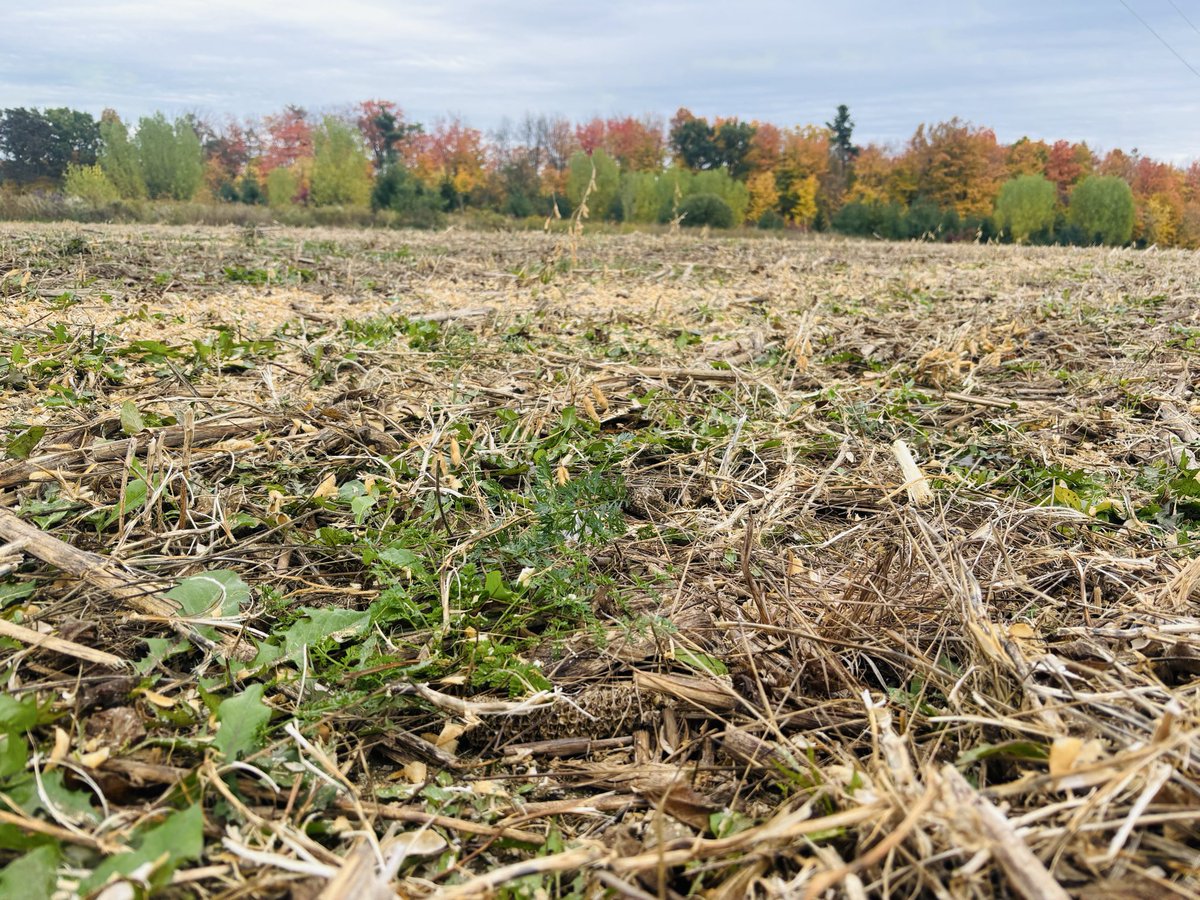 Meagan Ioi CCA-ON tweet media