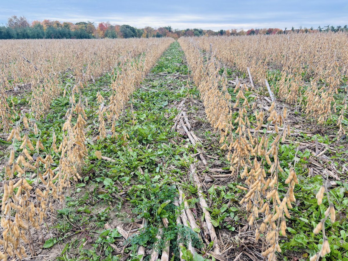 Meagan Ioi CCA-ON tweet media