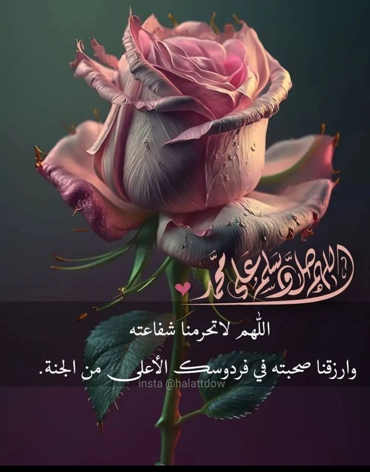 HmstT49397's tweet image. أهدتني الحياة أوجاعا لا طاقة لي بها 
ولم ترحم ضعفي 
رفقا بالقوارير ايتها الحياة
أنها وصية سيد الخلق 
عليه أفضل الصلاة والسلام