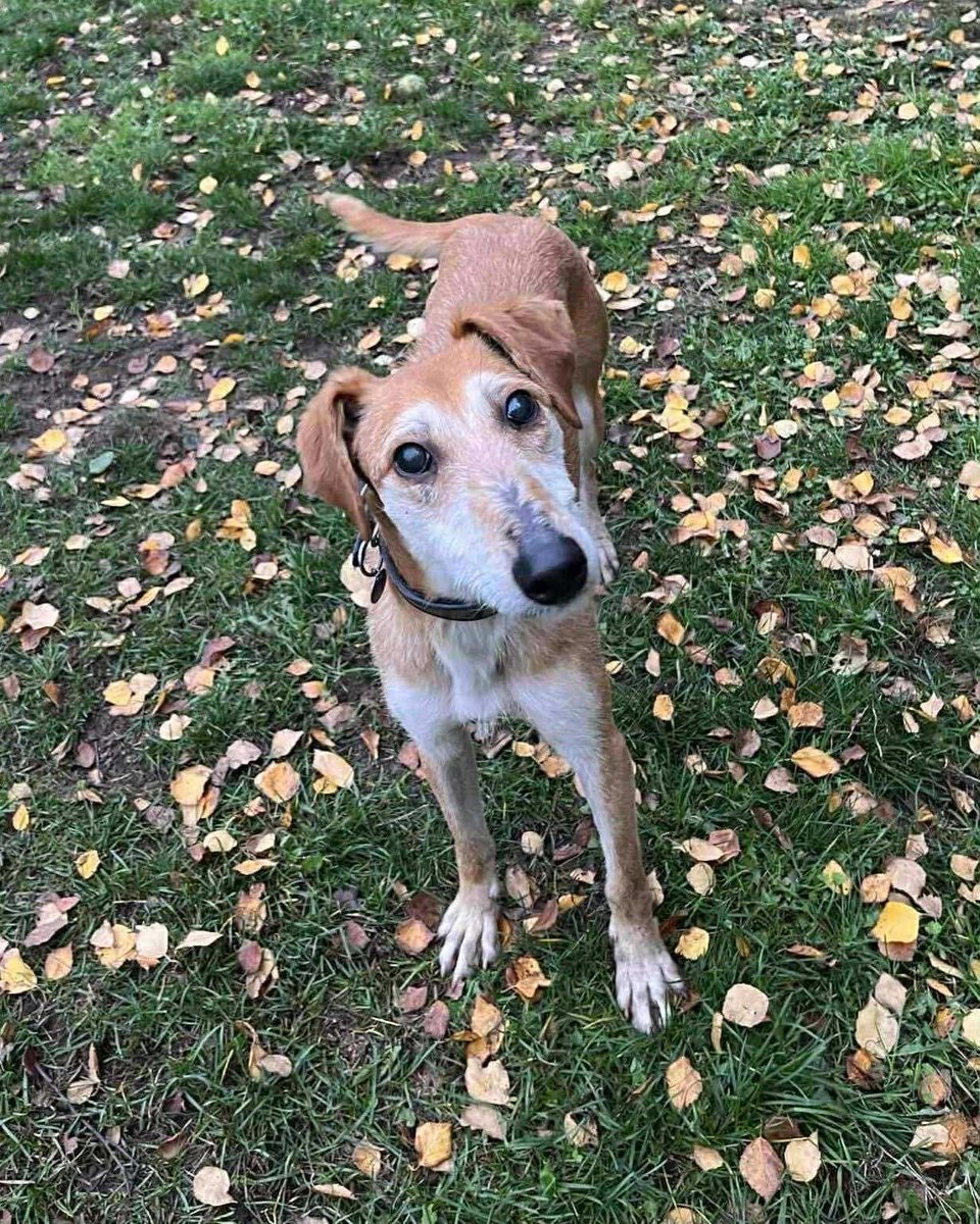 Everyone, please give a warm welcome to Oslo! 🐾

This gorgeous 3–4 year old male Lurcher is a sweetheart. He loves people, gets along brilliantly with other dogs, and we can already tell he’s going to steal hearts wherever he goes. 💛

Oslo will be arriving with us very soon!
