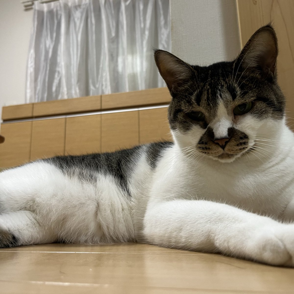 腹ポヨは触ると気持ちいいけど、触らせないよ
#ねこ #猫の顔に猫