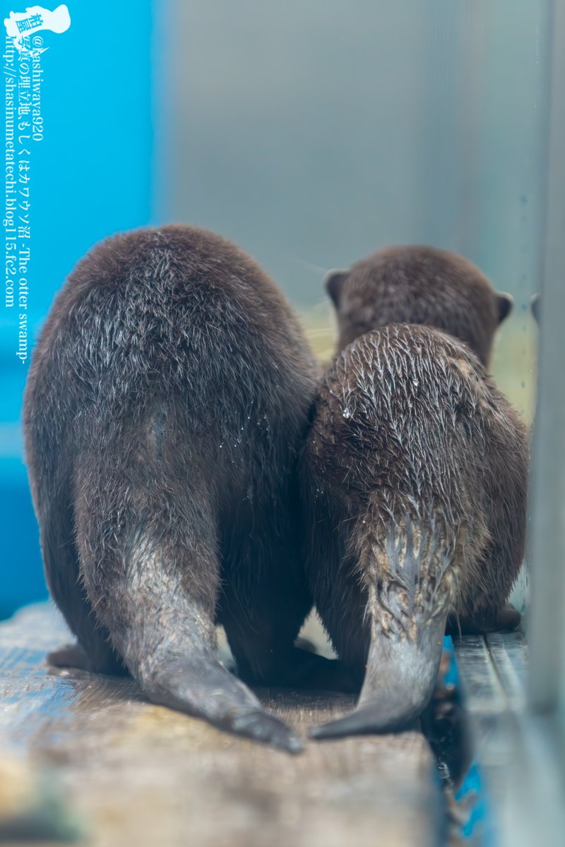 カシワヤ (@kashiwaya920) / Posts / X