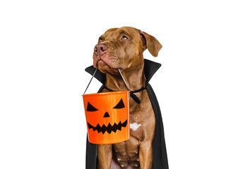 TheBarkBiz's tweet photo. It’s Freaky Fun Friday! Let’s celebrate with our favorite toys 🦇🧡
Your pup’s tail will be wagging all weekend long.

🐾 Treat them today at The Bark Biz → https://t.co/hM72lhh0pb

#dogsupplies #dogproducts #dogs #doglovers #dogaccessories #ShopOnline #TheBarkBiz https://t.co/mbYK5dAfcP