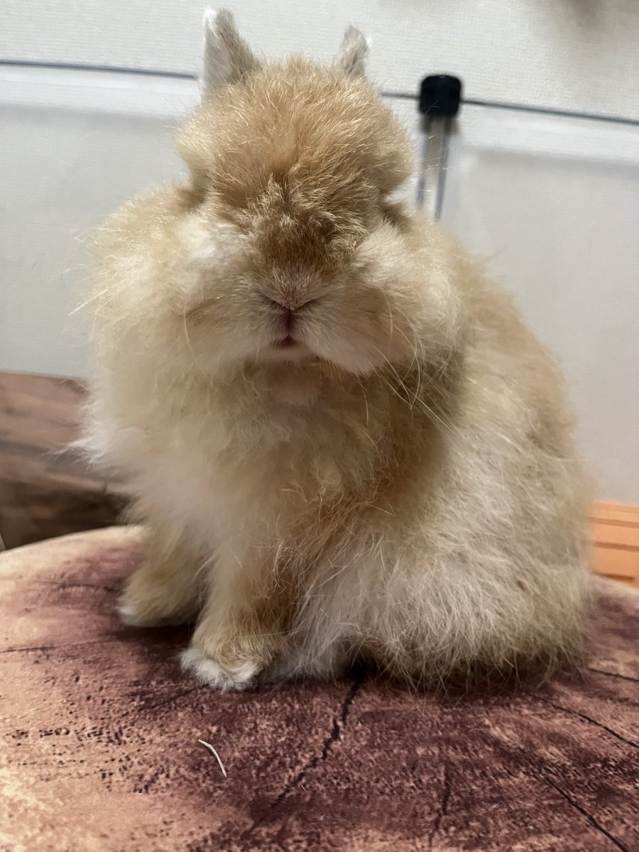 きゅん元気🐰♡
#うさぎのいる暮らし #うさぎのいる生活 #うさぎ好きさんと繋がりたい #うさぎ #rabbit #토끼 #兎子 #ネザーランドドワーフ