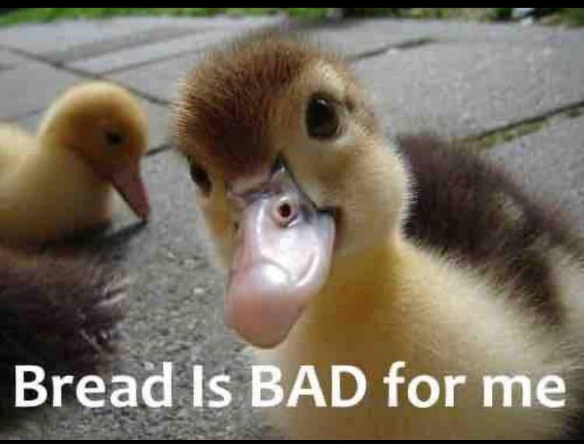 Visitors to the <a href="/UNM/">Univ. of New Mexico</a> Duck Pond need to know that bread is bad for ducks because it lacks necessary nutrients and can cause health issues. Feeding bread also pollutes their habitat, causes algae and attracts pests. Better options: frozen peas, oats, birdseed, halved grapes. #duck