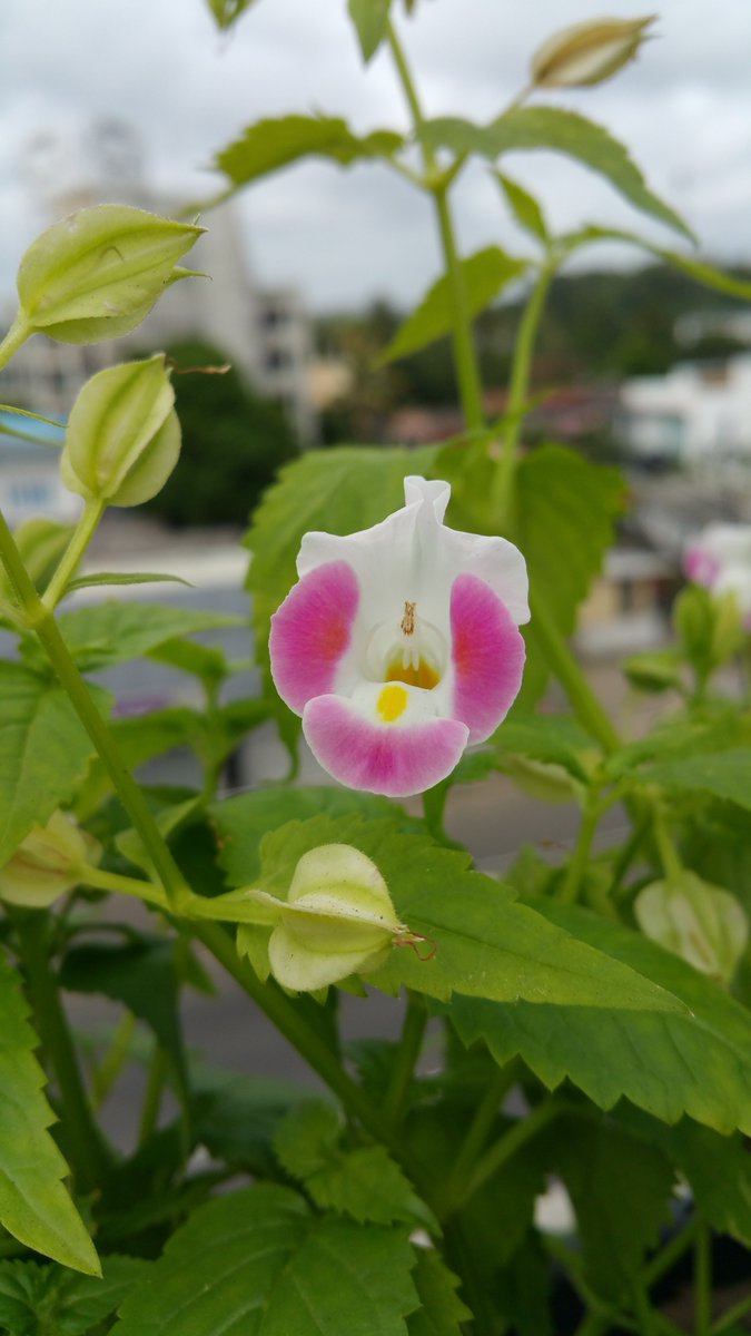 kanchana1411's tweet photo. Nature in artificial spaces
I found this beautiful wishbone flower in a rooftop garden
#photooftheday #photos #photographer #myphoto #ThePhotoHour #Flowers #FlowersOnX #flowerphotography #torenia #wishboneflower #flowersonfriday #nature #NaturePhotography #NatureLover #gardens https://t.co/zuEEOBpFct