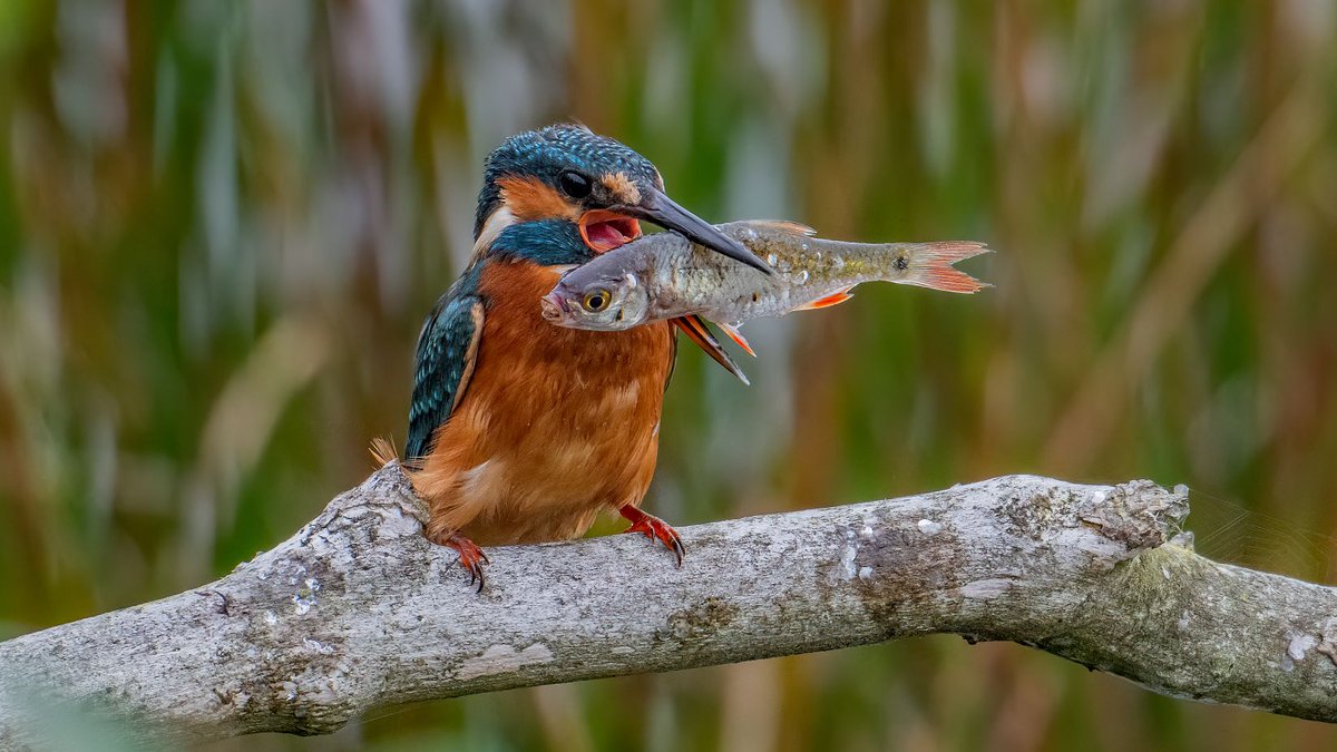 🌟✨ Attention nature lovers! The dazzling Kingfishers are making a splash at Sculthorpe Moor! 🐦💙 Don't miss these stunning birds at our Wetland Hide, open 9:30 AM - 4 PM. Experience the beauty today! 🌿🌈 #KingfisherMagic #SculthorpeMoor Image: Andy Thompson