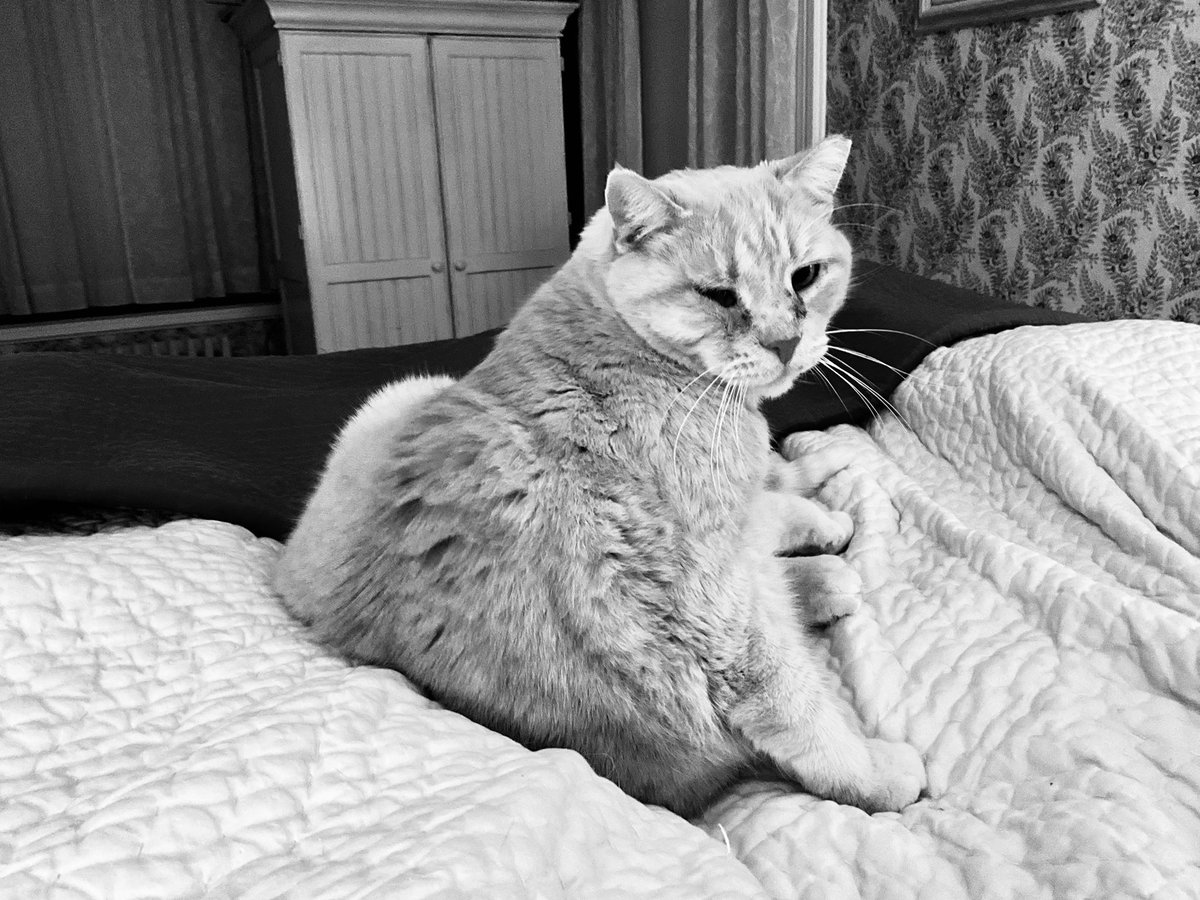 Dorothy14213's tweet photo. Charlie: Oh, Mommy!
#PappedAgain #catsnoirfriday https://t.co/hnB6r46SKF