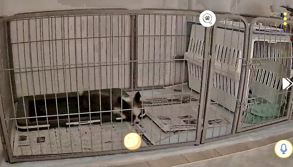 juran1010's tweet photo. 隣室でペットカメラの映像を見ながら晩酌していた飼い主、新聞紙への排泄を見るやいぬの前に躍り出て無言で片付け、また消えた https://t.co/Iddyukaqs2