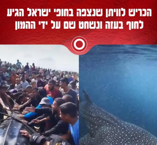itztabegarehet's tweet image. בטח כי שיתף פעולה עם ישראל